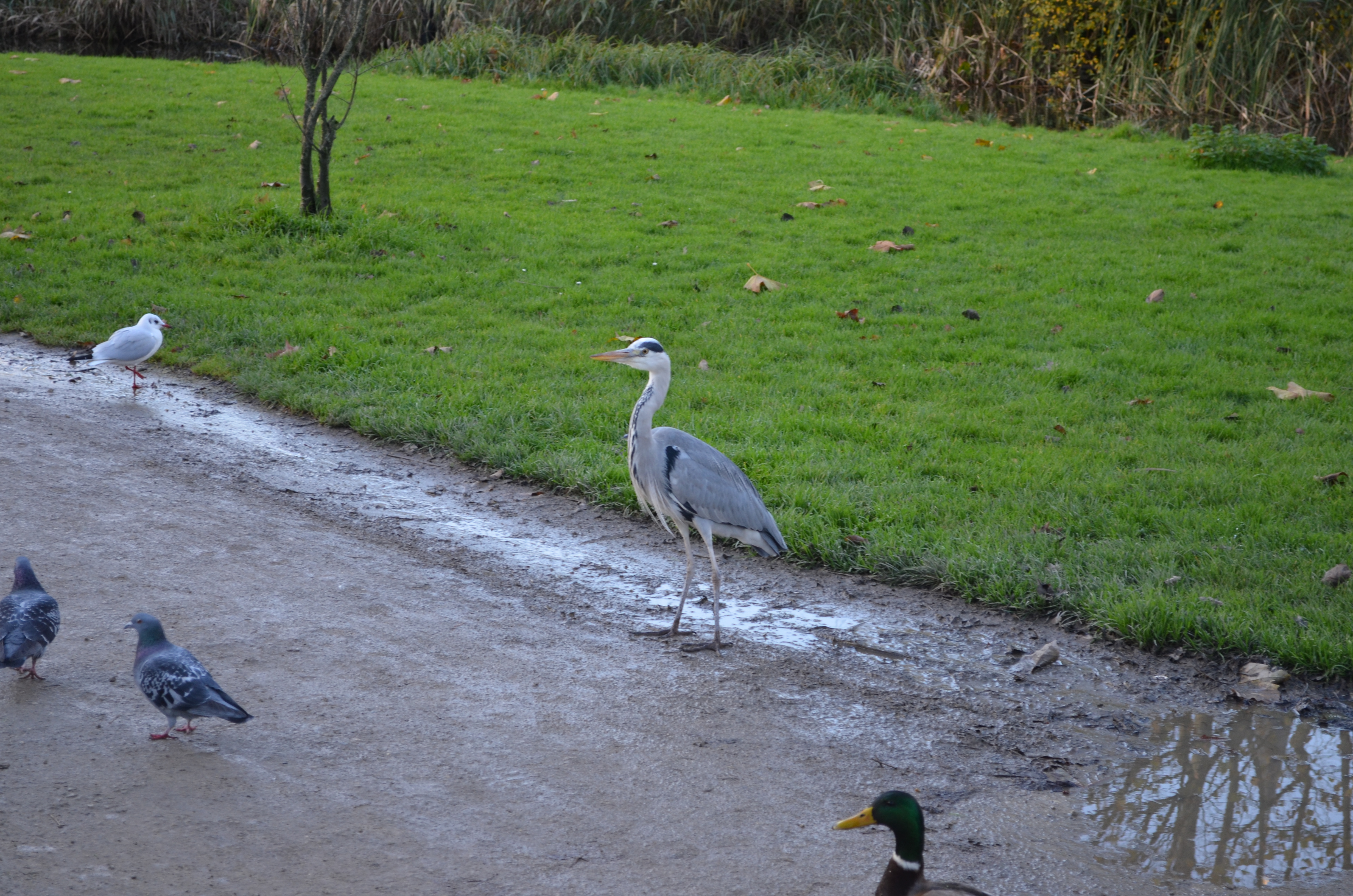 ./2017/19 - Viking Lif/13 - Amsterdam, The Netherlands/DSC_0541.JPG
